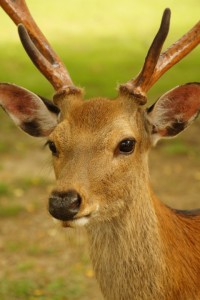 sika