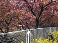 三浦の河津桜